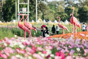 BIB: 
                            <button type="button" onclick="openModal(27344263)" class="btn btn-primary btn-sm float-right btn-popup" data-toggle="modal" data-target=".modal-high-quality">
                        <i class="fas fa-shopping-cart"></i> Add to Cart
                    </button>
                                            <button type="button" onclick="isThisMe(27344263, true)" class="btn btn-success btn-sm float-right btn-popup btn-isme hidden" data-toggle="tooltip" data-placement="bottom" title="นี่คือรูปของคุณใช่ไหม คลิกที่นี่เพื่อเอาเข้าอัลบั้ม">
                        <i class="fas fa-plus"></i> Add to album
                    </button>
                    <button type="button" onclick="isThisMe(27344263, false)" class="btn btn-warning btn-sm float-right btn-popup btn-isnotme hidden">
                        <i class="fas fa-ban"></i> Remove from album
                    </button>